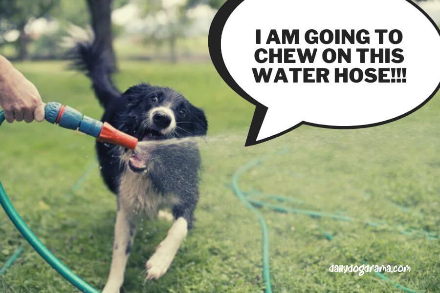 How to Stop My Dog From Chewing the Garden Hose?