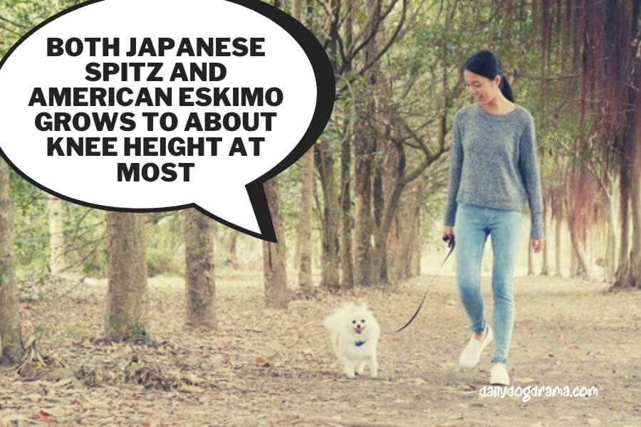 Japanese Spitz vs American Eskimo Dog Size Comparison