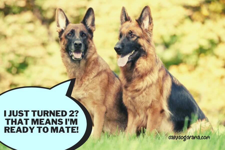 What Age Can You Breed a German Shepherd Dog