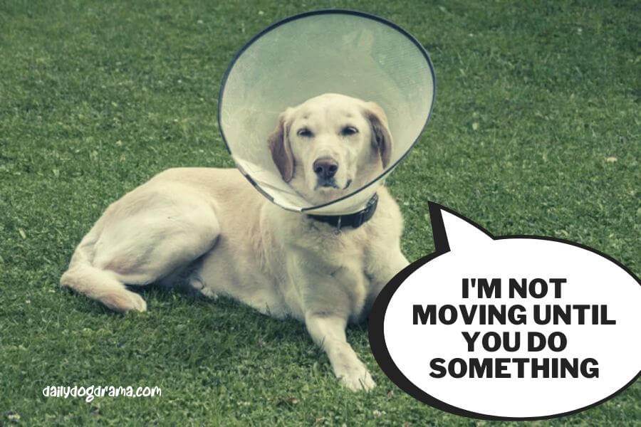 Why Does My Dog Not Want to Move With a Cone on?