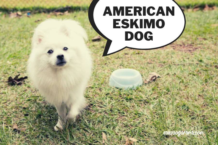 american eskimo dog vs japanese spitz