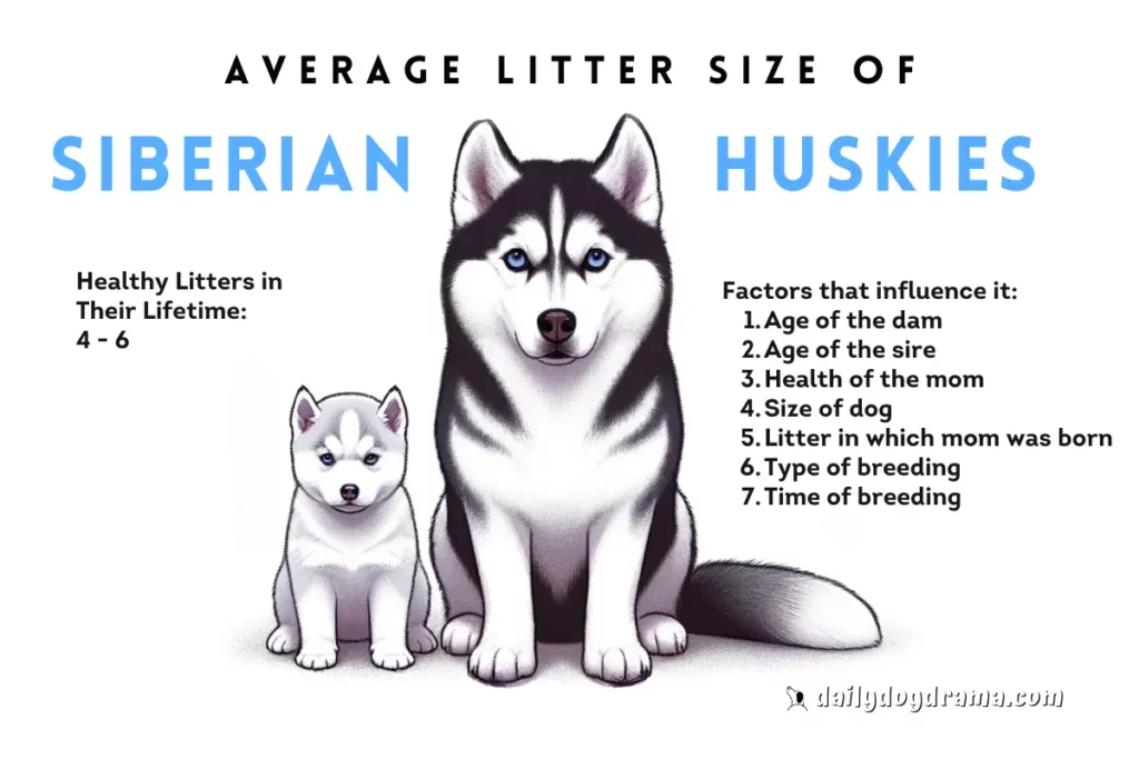 average litter size of siberian huskies