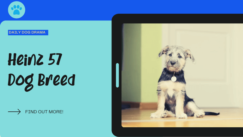 heinz 57 dog breed guide