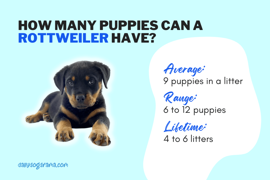 how many puppies can a Rottweiler have in a single litter