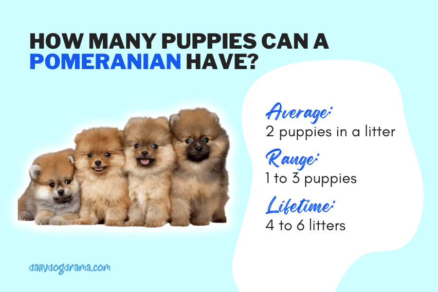 how many puppies can a pomeranian have in a litter