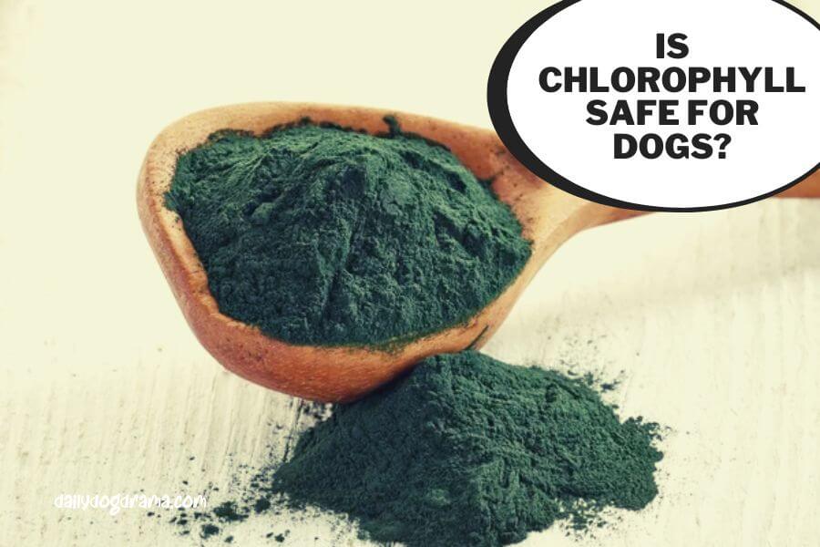 is chlorophyll safe for dogs?