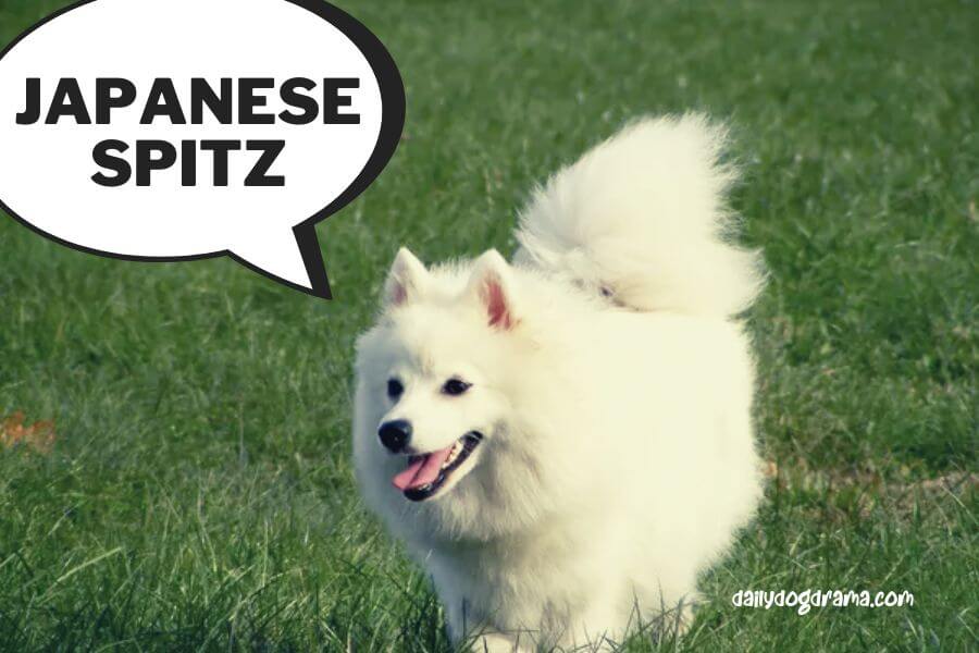 what is the difference between japanese spitz and american eskimo dog