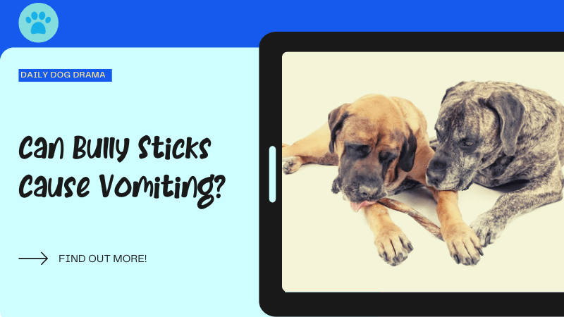 Can Bully Sticks Cause Vomiting featured image