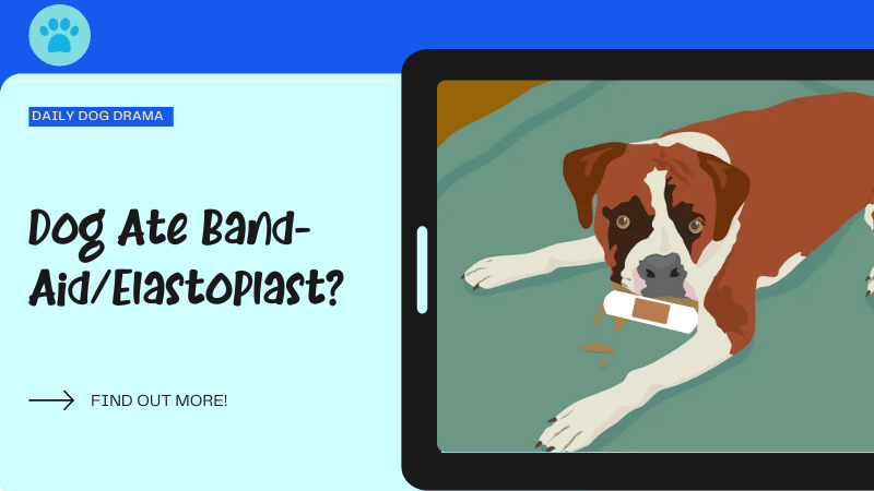 Dog Ate Band Aid featured image