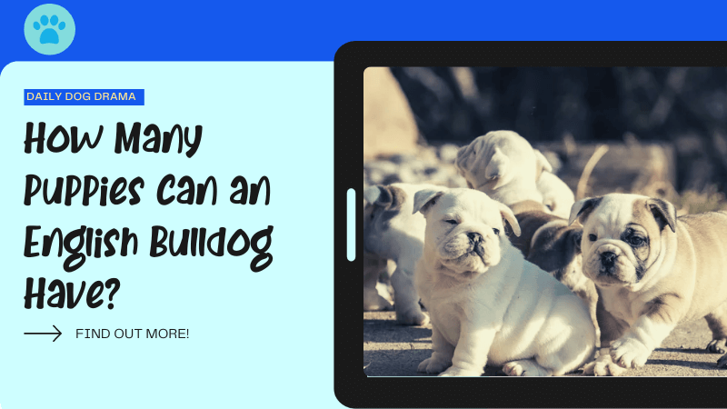How Many Puppies Can an English Bulldog Have featured image