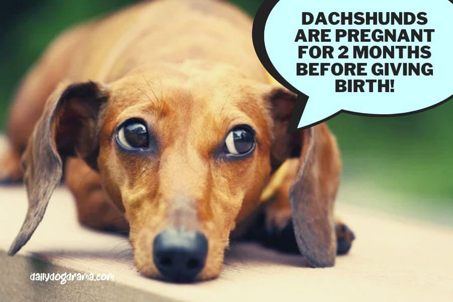 how long are dachshunds pregnant for