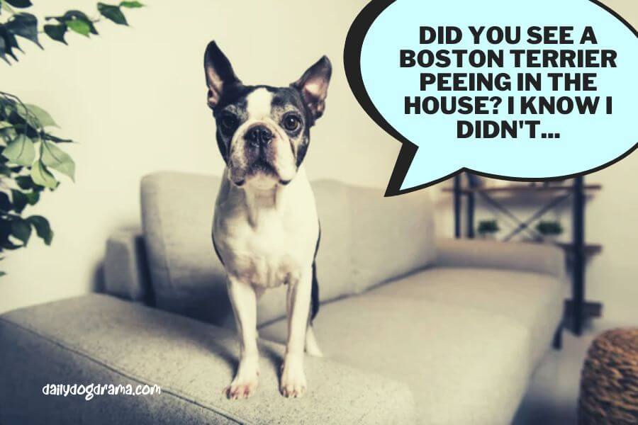 how to stop a boston terrier from peeing in the house
