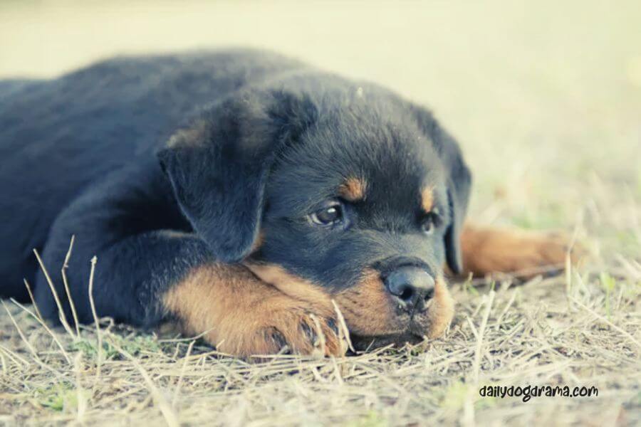 image of a rottweiler puppy