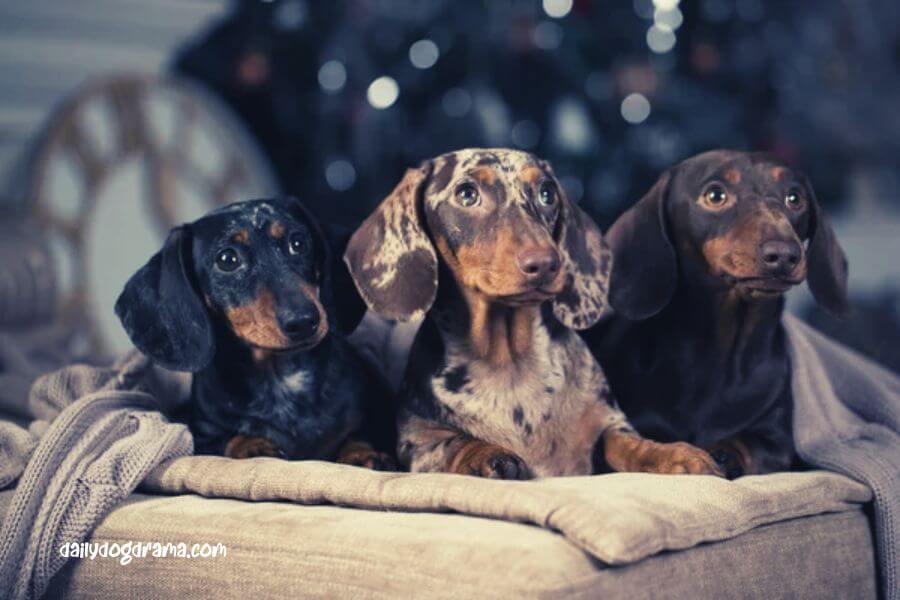 image of dachshund puppies