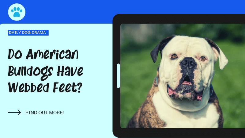 Do American Bulldogs Have Webbed Feet featured image