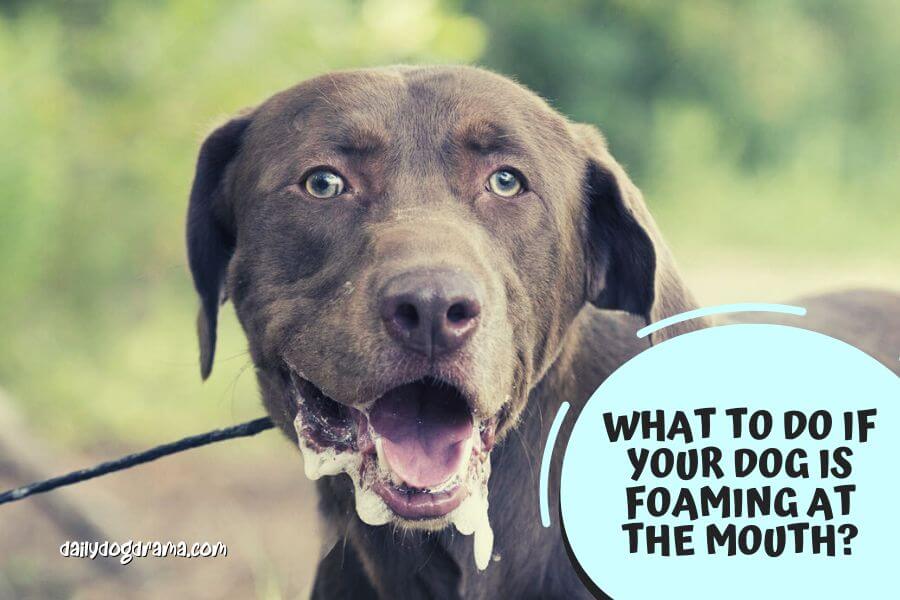 What to Do if Your Dog is Foaming at the Mouth