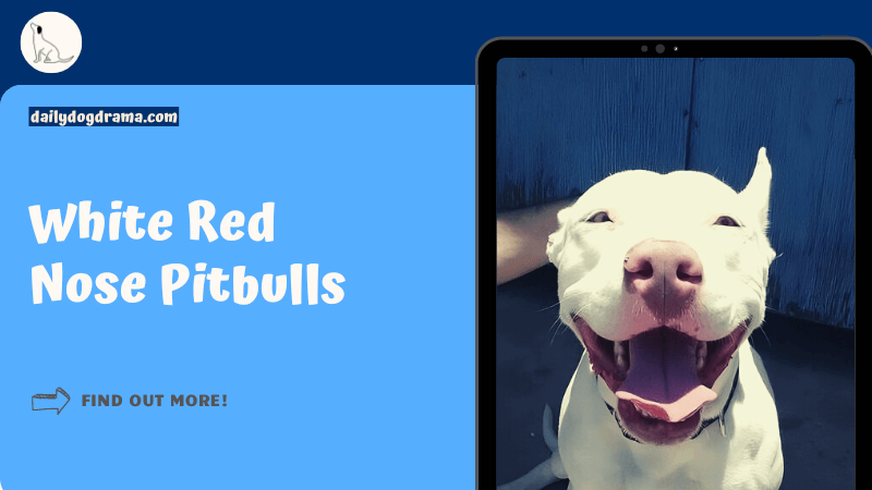 White Red Nose Pitbulls featured image