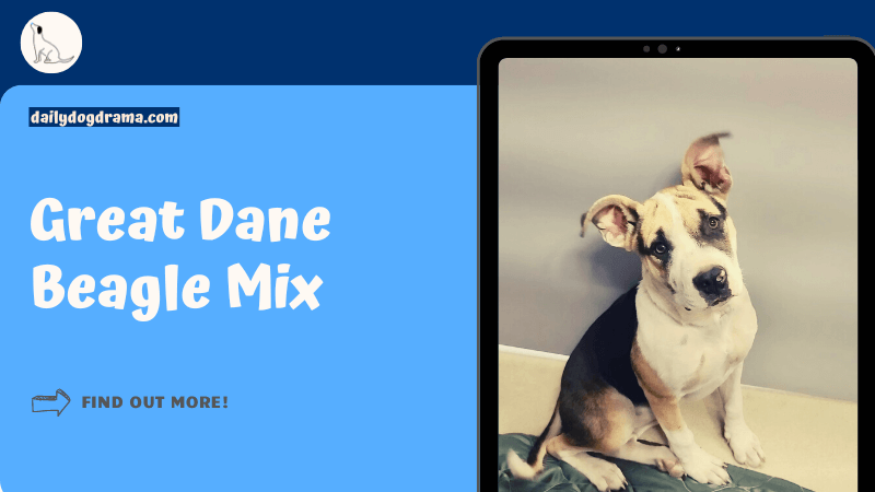 great dane beagle mix featured image.png