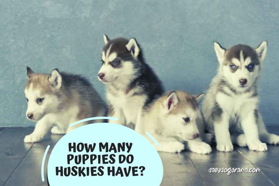 how many puppies do huskies have	