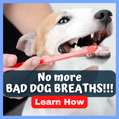 no more bad dog breaths banner