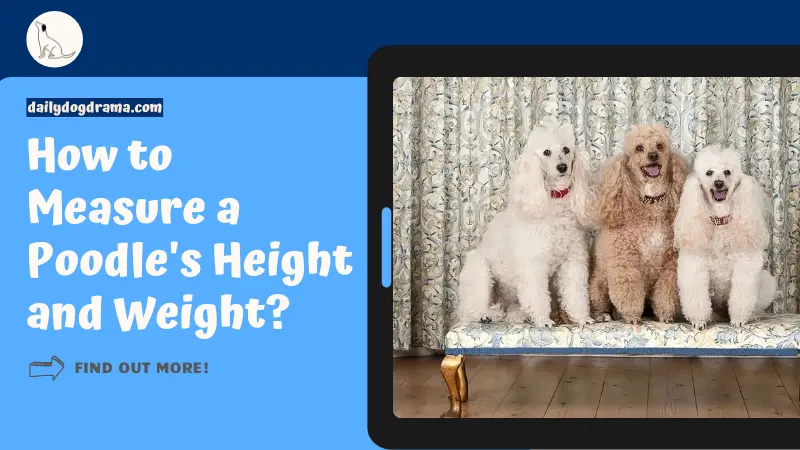 How to Measure a Poodle's Height and Weight featured image