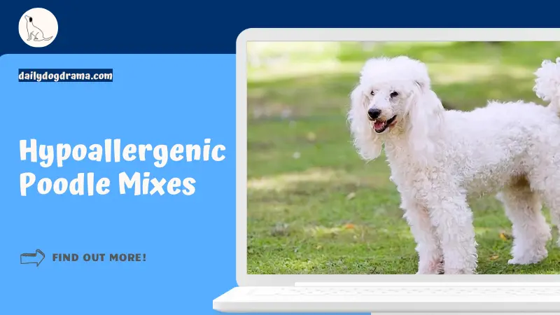 Hypoallergenic Poodle Mixes featured image