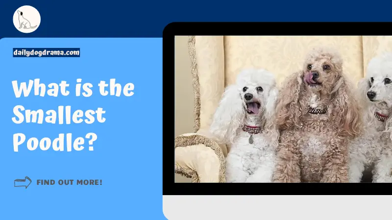 What is the Smallest Poodle featured image