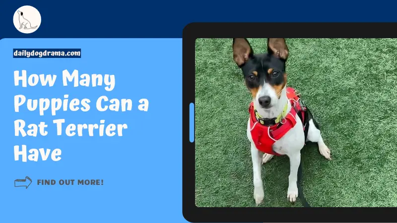 How Many Puppies Can a Rat Terrier Have featured image