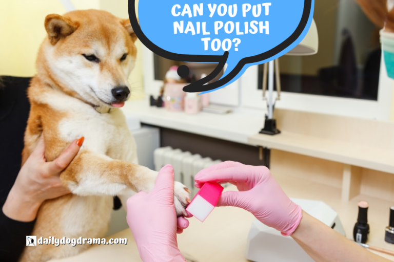 Picture of Why Did My Dog's Nail Turned Black? Causes, Treatment, and Prevention ...
