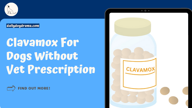 Clavamox For Dogs Without Vet Prescription featured image