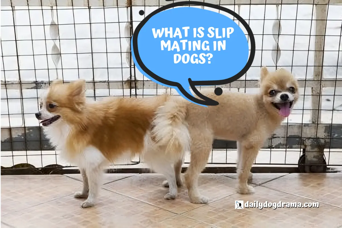 what is slip mating in dogs