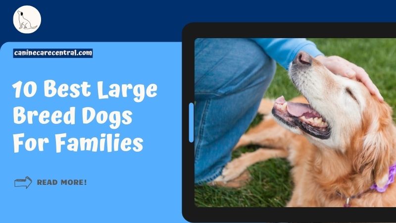 10 Best Large Breed Dogs For Families featured image