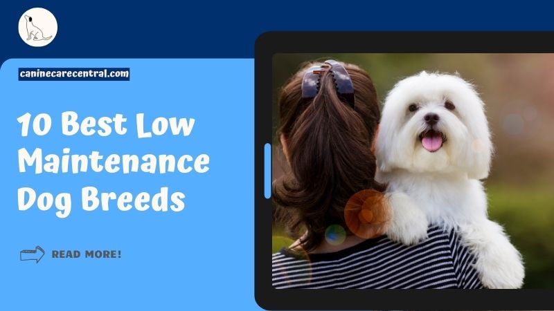 10 Best Low Maintenance Dog Breeds featured image