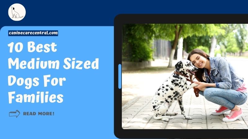 10 Best Medium Sized Dogs For Families featured image