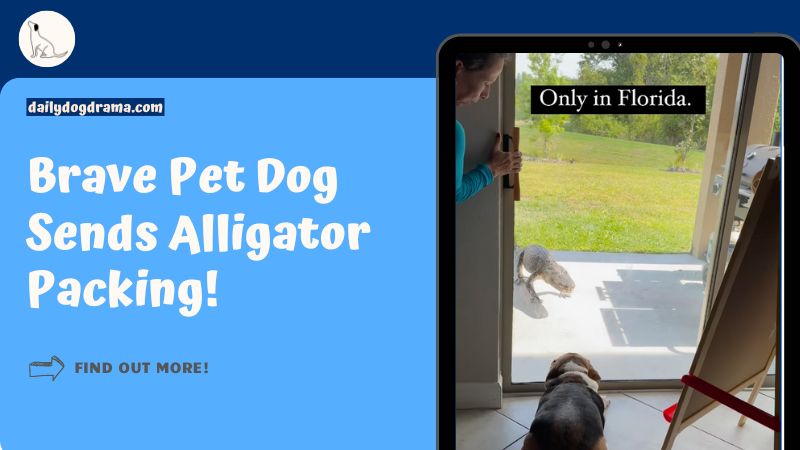 Brave Pet Dog Sends Alligator Packing featured image