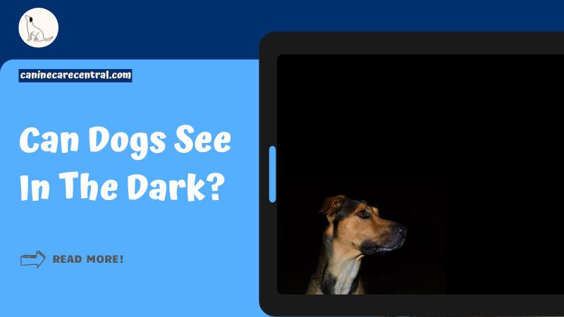 Can Dogs See In The Dark featured image