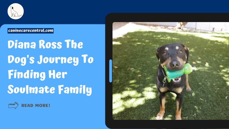 Diana Ross The Dog's Journey To Finding Her Soulmate Family featured image
