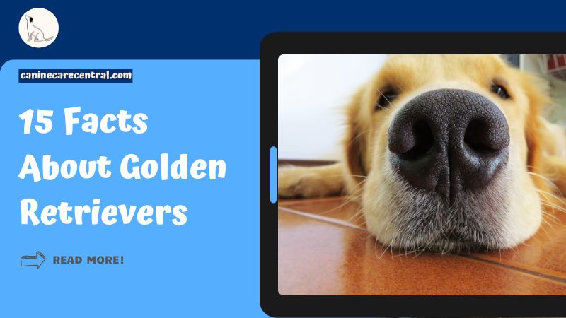 Facts About Golden Retrievers featured image