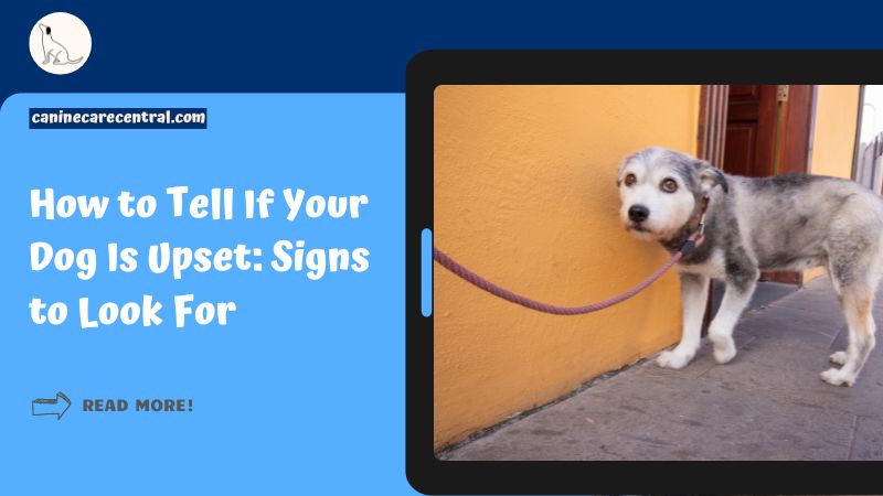 How to Tell If Your Dog Is Upset featured image