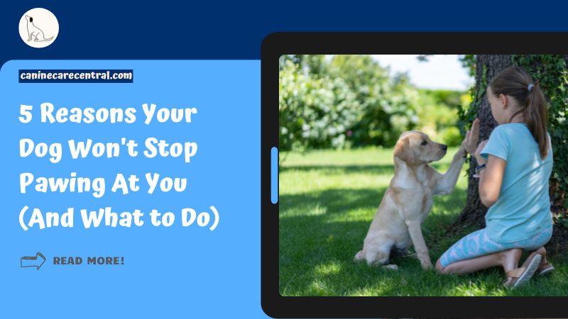 Reasons Your Dog Won't Stop Pawing At You featured image