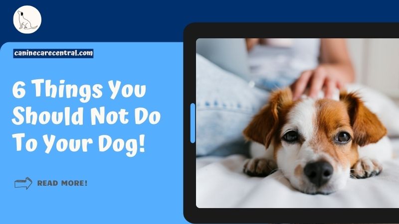 Things You Should Not Do To Your Dog featured image