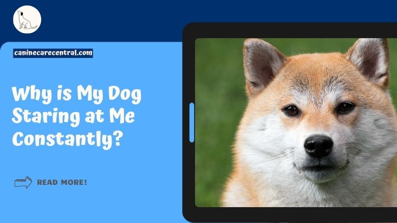 Why is My Dog Staring at Me Constantly featured image