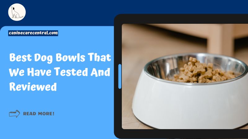 Best Dog Bowls featured image