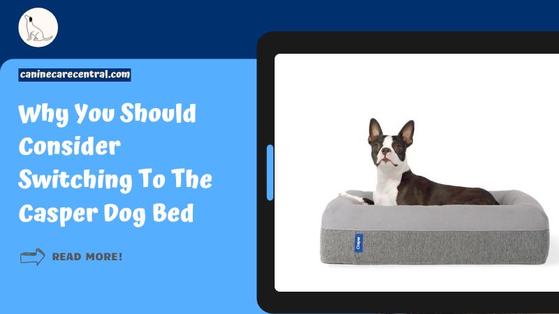 Casper Dog Bed featured image