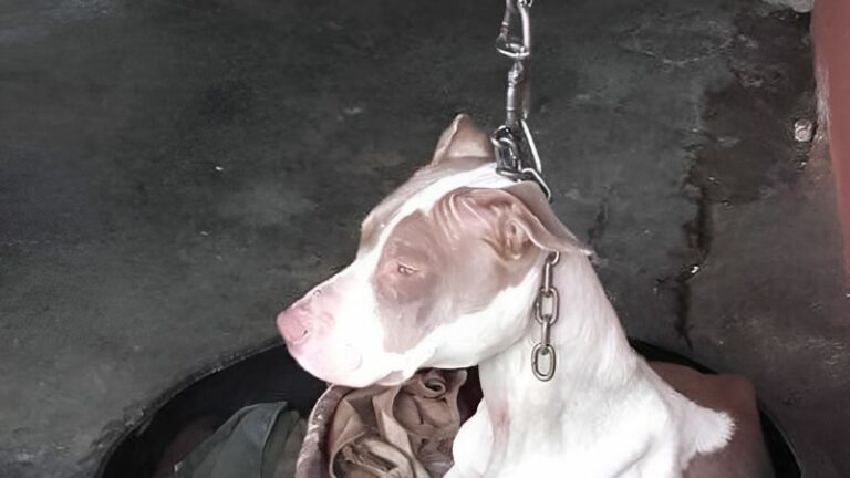 Rescue Miracle: Emaciated Dog Found Hanging by Chain Saved Just in Time ...