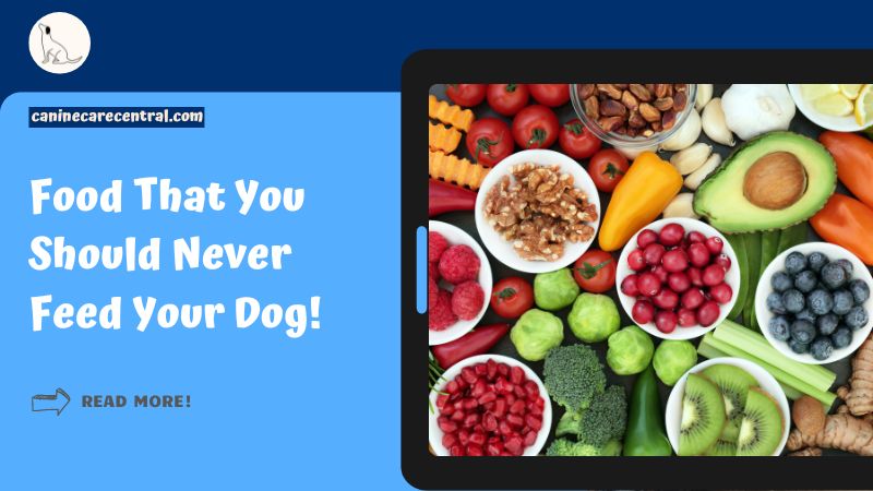 Food That You Should Never Feed Your Dog featured image