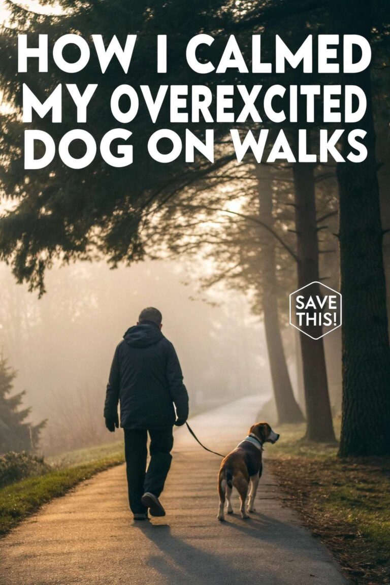 How I Calmed My Overexcited Dog On Walks - Canine Care Central