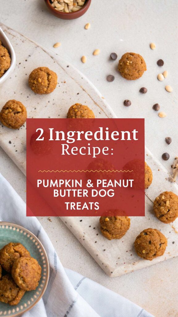 2 Ingredient Dog Treat Recipe Pumpkin Peanut Butter Swirls pin 1
