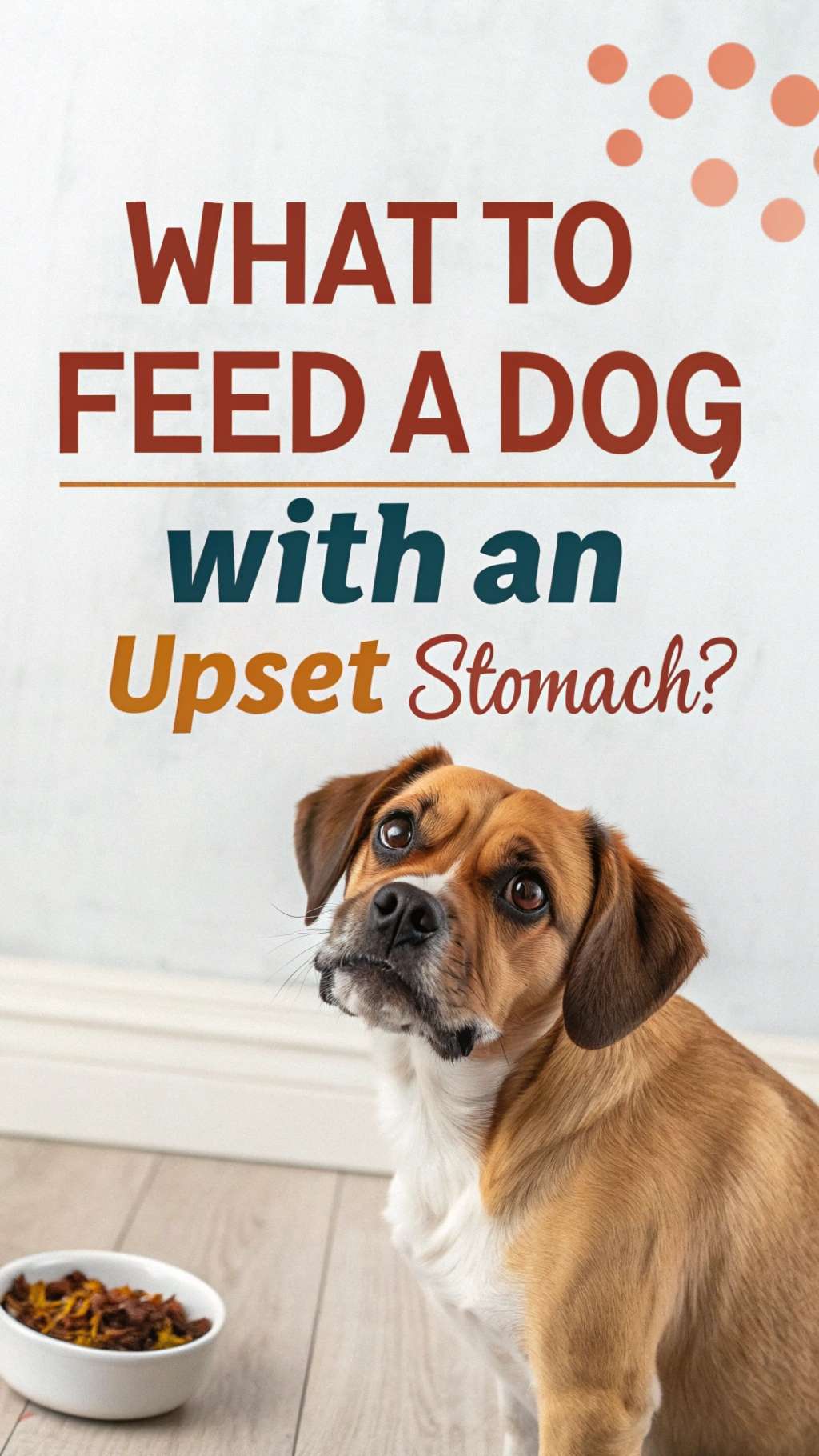 What to Feed a Dog With an Upset Stomach? - Canine Care Central