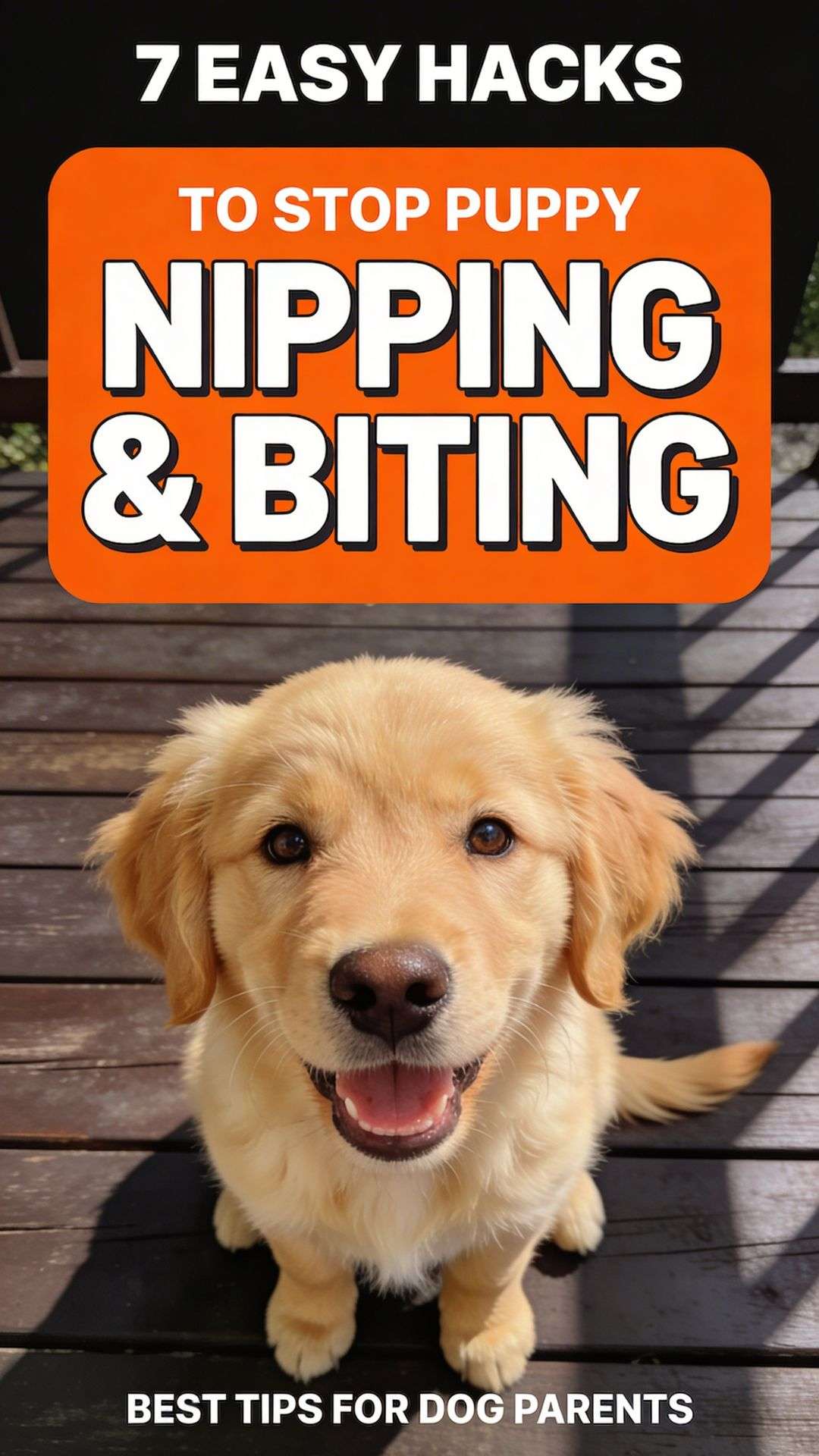 Photo inspiration: Gallery Detail: 7 Easy Hacks To Stop Your Puppy From Nipping And